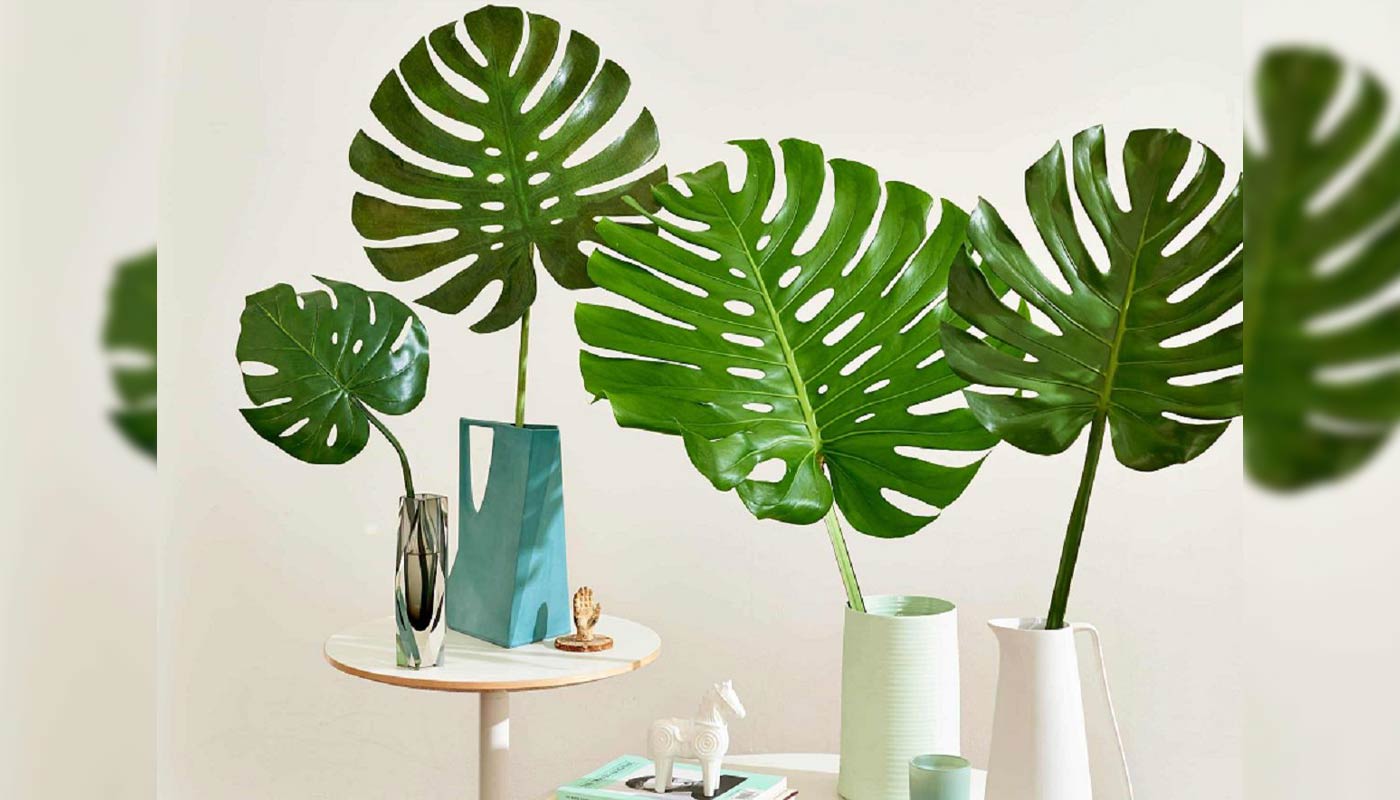 نکات نگهداری از گیاه برگ انجیری یا MONSTERA